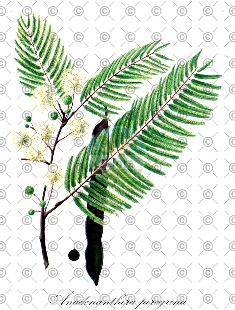 HistAbb_wfo-0000169565_1_ENZY_Simple | Historische Abbildung von Anadenanthera peregrina - Fabaceae | Historical Illustration of Anadenanthera peregrina - Fabaceae