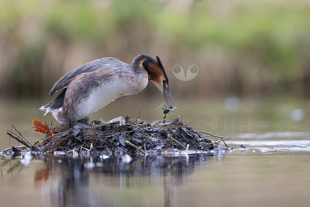R5NF0438_20240324 | Der Haubentaucher ist eine Vogelart aus der Familie der Lappentaucher. Der etwa stockentengroße Vogel ist der größte, häufigste und bekannteste Vertreter dieser Familie von Wasservögeln. Er brütet auf Süßwasserseen und größeren Teichen mit röhrichtbewachsenen Ufern.  - Realisiert mit Pictrs.com