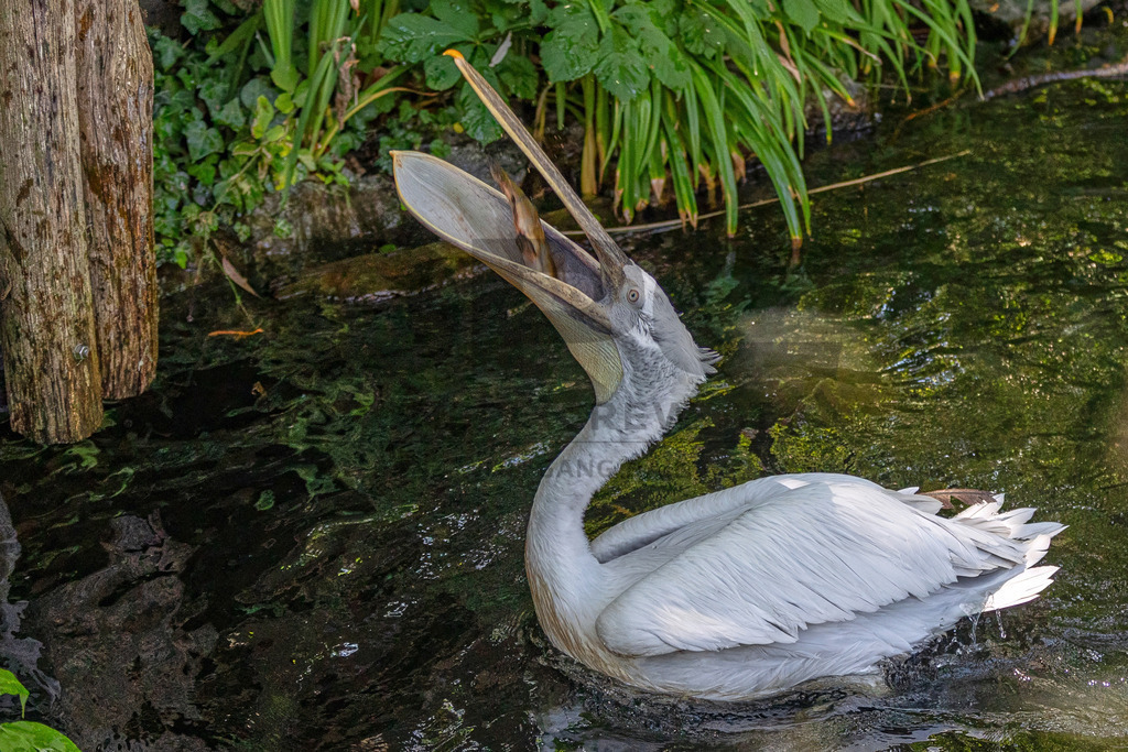 Pelikan am Wasser | Ein majestätischer Pelikan ruht auf einem Baumstamm am Wasser, umgeben von Schilf. Wildlife- und Naturfotografie in voller Schönheit. - Realisiert mit Pictrs.com
