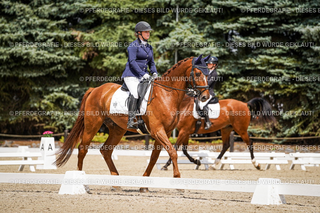 DSC02230 | Pferdegrafie