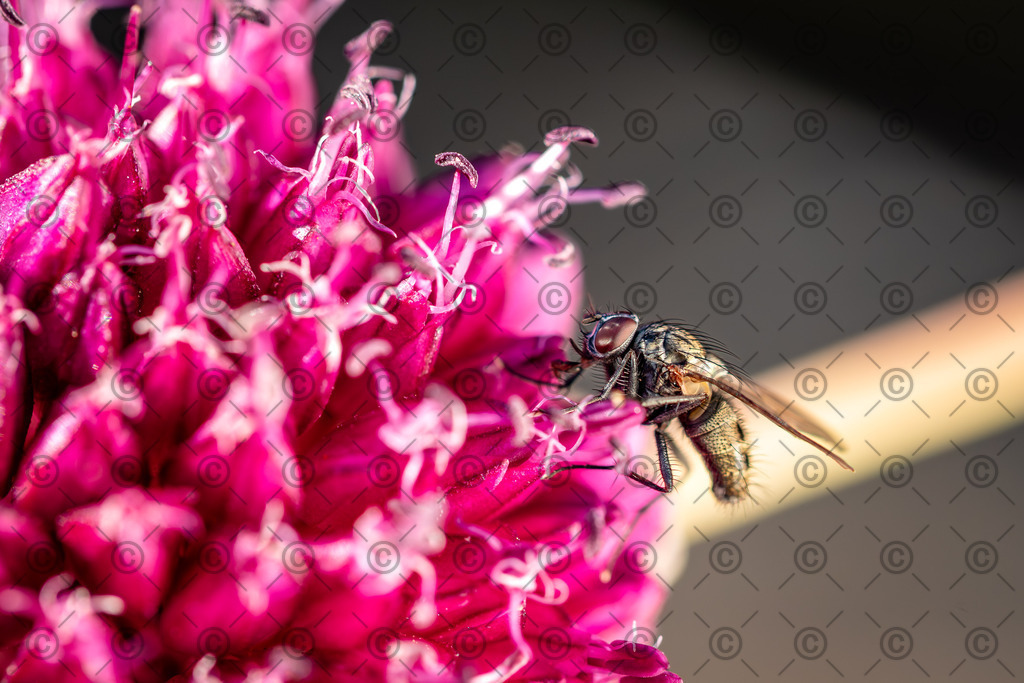 Fliege | Eine Makroaufnahme einer Fliege auf einer Blüte.
