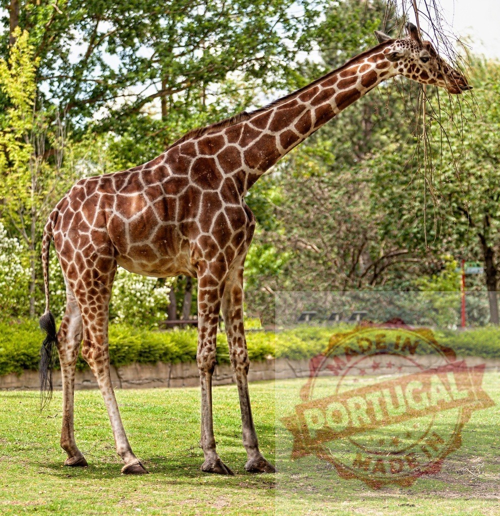 Giraffe eating branches in a green park | Giraffe reaching up to eat leaves from tree branches in a green natural setting - Realisiert mit Pictrs.com