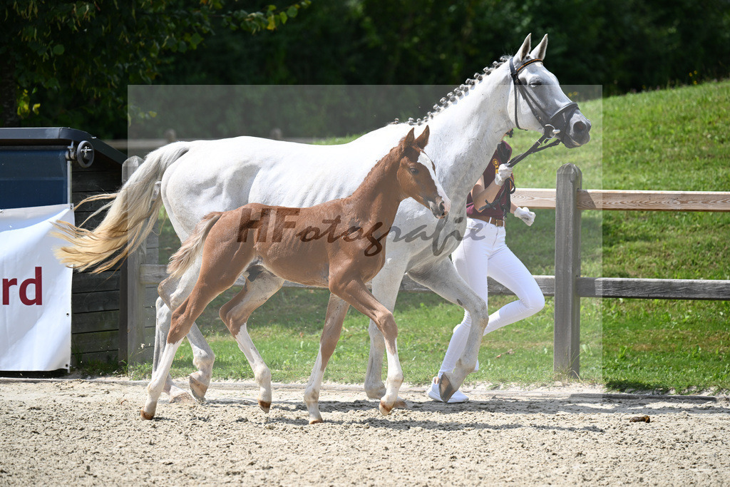Ben Benicio x Lago d Oro_HF_Goeth_29240547 | hf-fotografie - Realisiert mit Pictrs.com
