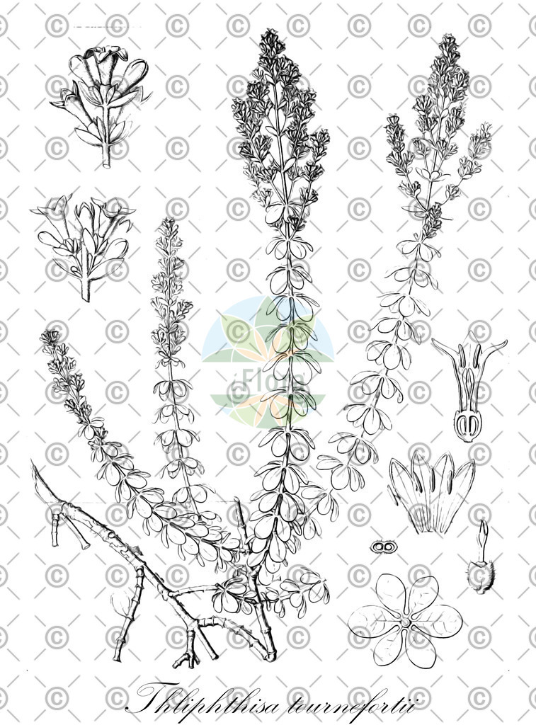 HistAbb_wfo-0000458784_1_ENZY_Simple | Historische Abbildung von Thliphthisa tournefortii - Rubiaceae | Historical Illustration of Thliphthisa tournefortii - Rubiaceae
