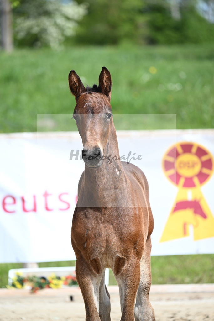 Adzaro de L Abbaye B x Cornet Obolensky_HF_Berger_11240267 | hf-fotografie - Realisiert mit Pictrs.com
