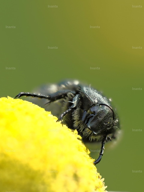 Trauer-Rosenkäfer (Oxythyrea funesta) | Der Trauer-Rosenkäfer (Oxythyrea funesta) ist ein 8–12 mm großer, glänzend schwarzer Blatthornkäfer mit auffälligen weißen Flecken. Er gehört zur Familie der Rosenkäfer und wird häufig auf Blüten beobachtet. –  – The Mourning Rose Chafer (Oxythyrea funesta) is a striking 8–12 mm shiny black beetle with distinctive white spots. It belongs to the rose chafer family and is commonly found on flowers. - Realisiert mit Pictrs.com