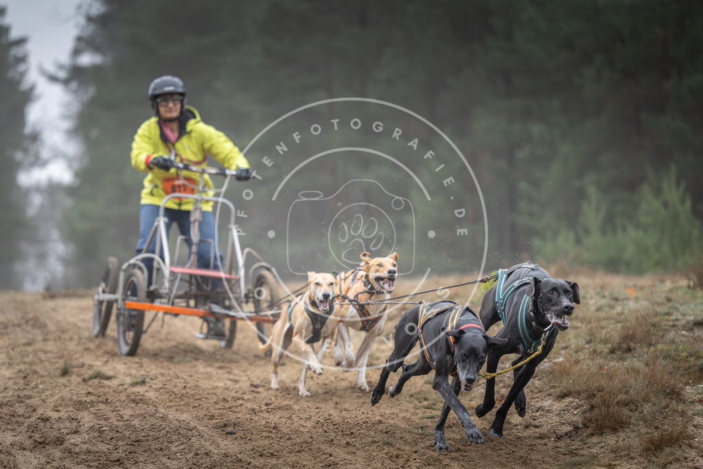 Pfotenfotografie_DV3A0405 | Hundefotografie, Tierfotograf, Pfotenfotografie, Fotoshooting Hund, Hunde Portrait, Hundesport, Hundeportraits, Heideshooting, Hunde, Sportfotograf, Hundefotograf, Turnierhundsport, THS,  - Realisiert mit Pictrs.com