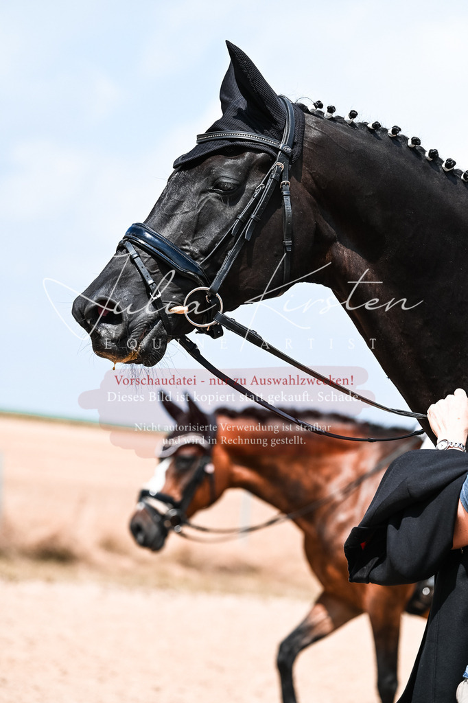 DSC_2730 | Pferde- und Turnierfotografie in Westsachsen. Pferdeportraits, Auftragszeichnungen und intuitive Kunst.