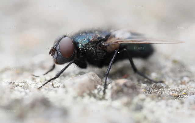 Blaue Schmeißfliege (Calliphora vicina) | Die Blaue Schmeißfliege (Calliphora vicina), auch Blauer Brummer genannt, ist eine 10–14 mm große, metallisch blau-schwarz glänzende Fliege aus der Familie der Schmeißfliegen. Sie wird häufig an Aas, Abfällen oder in der Nähe von Häusern beobachtet. –  – The Blue Bottle Fly (Calliphora vicina), also known as the Bluebottle, is a 10–14 mm metallic blue-black fly from the blow fly family. It is commonly found near carrion, waste or around houses. - Realisiert mit Pictrs.com