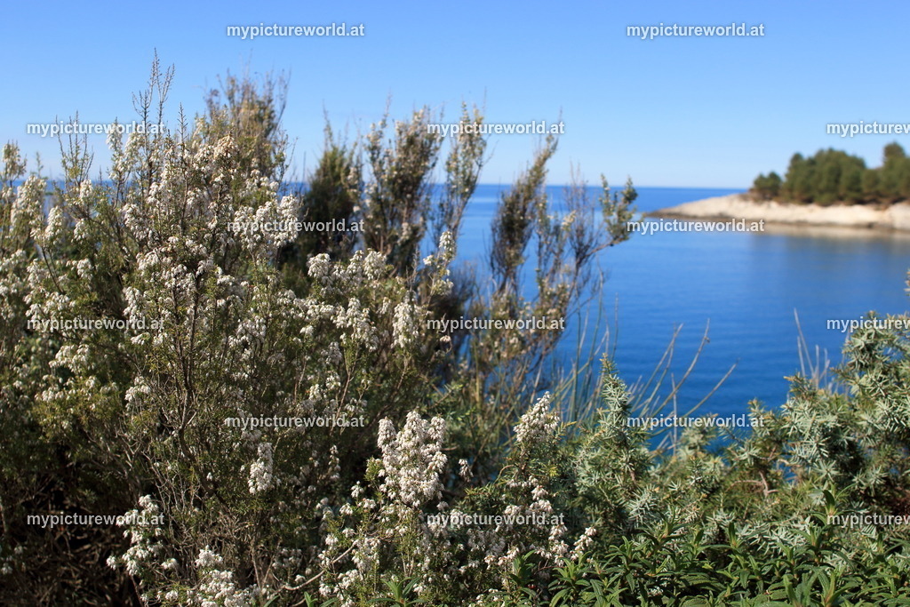 Baumheide-007 | Das Bilderarchiv über Tiere, Planzen und Landschaften. In der Bilddatenbank finden Sie ein große Auswahl an hochwertigen Bilder für Ihre Werbung - Realisiert mit Pictrs.com