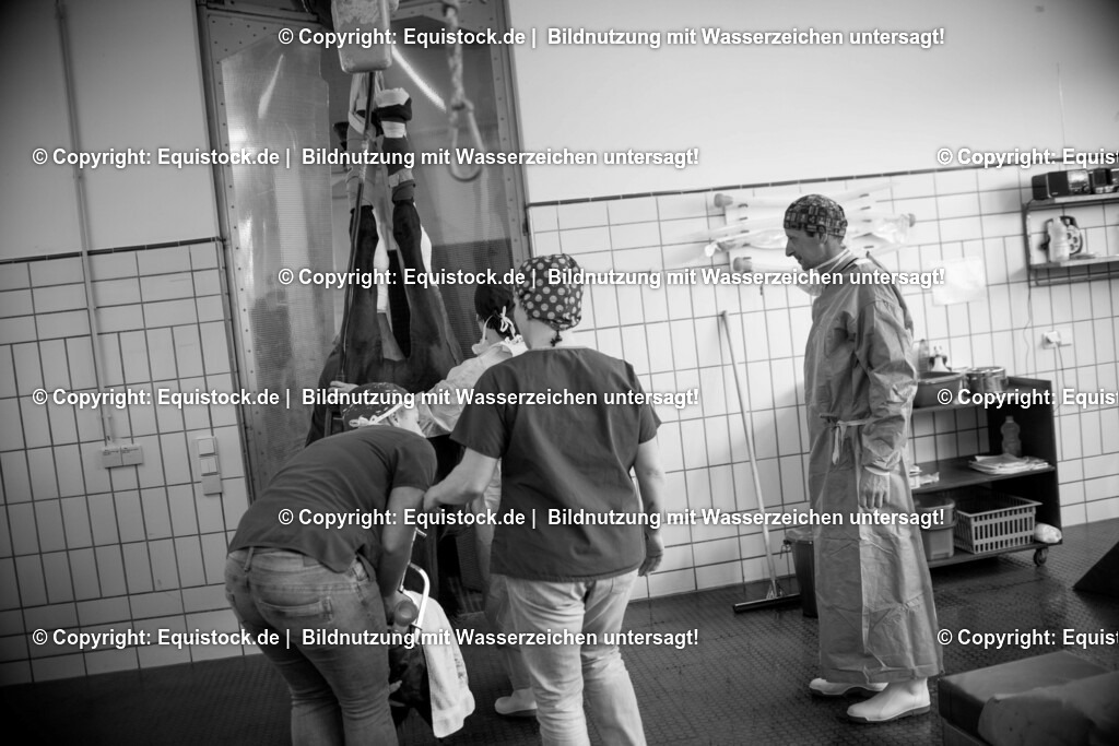 20160315_Arthroskopie_0065 | equistock