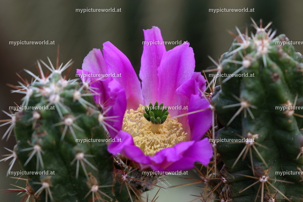 Echinocereus pentalophus-001 | Das Bilderarchiv über Tiere, Planzen und Landschaften. In der Bilddatenbank finden Sie ein große Auswahl an hochwertigen Bilder für Ihre Werbung - Realized with Pictrs.com