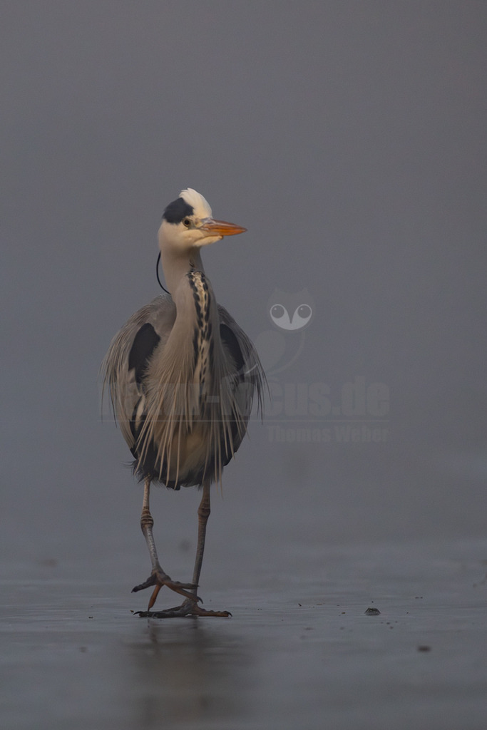 R5M29112_20251228 | Ein Graureiher (Ardea cinerea) steht auf einer spiegelnden Eisfläche oder sehr flachem Wasser. Der Vogel blickt leicht nach rechts. Sein Gefieder ist überwiegend grau und weiß, mit markanten schwarzen Streifen am Kopf und Hals. Der Schnabel ist orangefarben. Der Hintergrund ist unscharf und einheitlich grau, was auf Nebel oder eine weite Distanz hindeutet. - Realisiert mit Pictrs.com