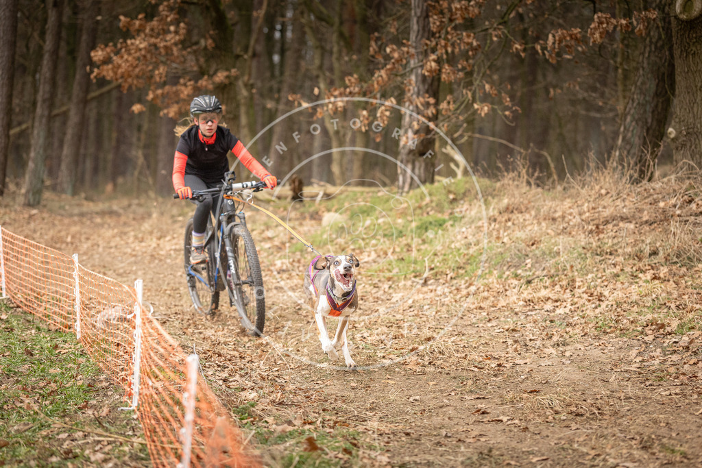 Pfotenfotografie_DV3A3129 | Hundefotografie, Tierfotograf, Pfotenfotografie, Fotoshooting Hund, Hunde Portrait, Hundesport, Hundeportraits, Heideshooting, Hunde, Sportfotograf, Hundefotograf, Turnierhundsport, THS,  - Realisiert mit Pictrs.com