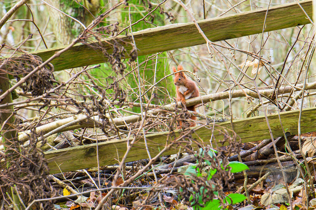 _DSC9136 | Shop für Prints Landschaftsfotografie Sächsische Schweiz Naturfotografie in Thüringen Fotos vom Findlingspark Nochten Kloster Sankt Marienstern Bilder Festung Königstein PanoramaRhododendronpark Kromlau FotogalerSchleswig-Holstein Küstenlandschaften