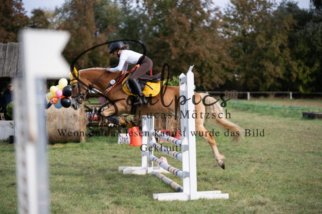 A7V06467 | Pferdefotograf