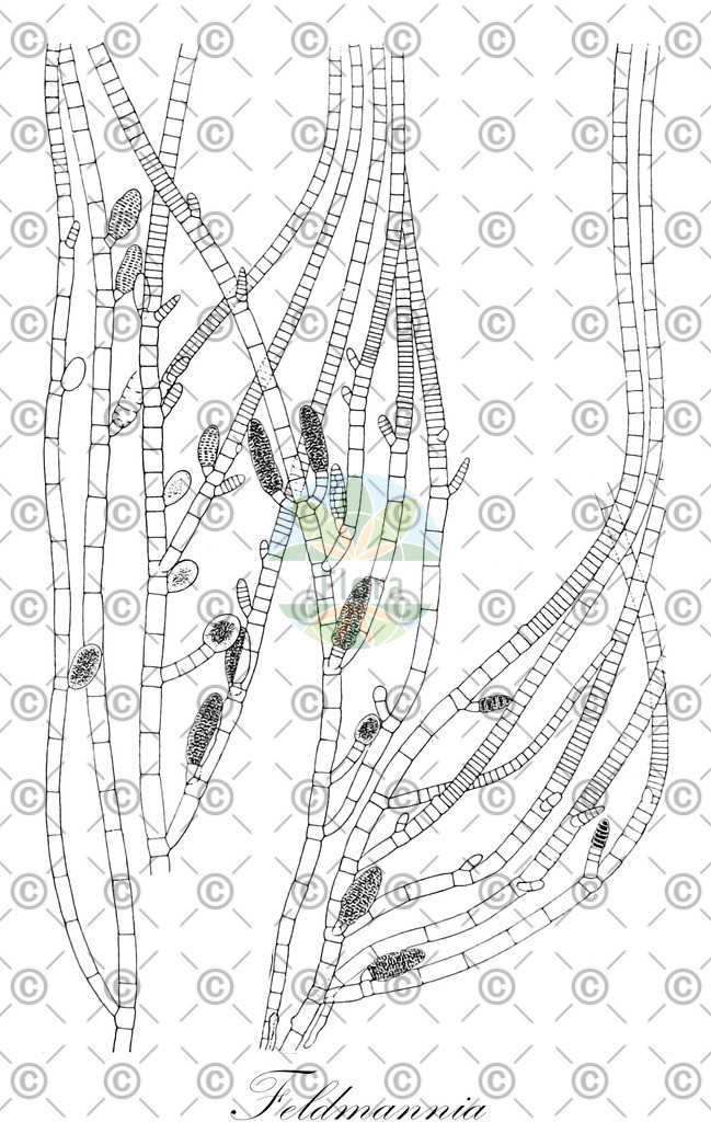 HistAbb_4JPT_1_ENZY_Simple | Historische Abbildung von Feldmannia - Acinetosporaceae (0) | Historical Illustration of Feldmannia - Acinetosporaceae (0)