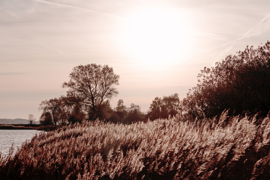 Wandbild: Schlei-Idylle: Goldene Stunde am Fjord | Die stille Seele des Nordens. Dieses Wandbild fängt die unvergleichliche Ruhe an der Schlei ein, wo das Schilf im sanften Abendlicht in warmen Kupfer- und Goldtönen leuchtet. Die tiefstehende Sonne taucht die Uferlandschaft des Ostseefjords in ein weiches, cremefarbenes Licht und lässt die Zeit für einen Moment stillstehen. Mit seiner harmonischen Farbstimmung und der friedlichen Atmosphäre bringt dieses Motiv die pure Entschleunigung und eine natürliche Wärme in Ihr Zuhause. Ein Stück Heimat und Küstengeborgenheit, das zum Träumen und Durchatmen einlädt. - Realisiert mit Pictrs.com