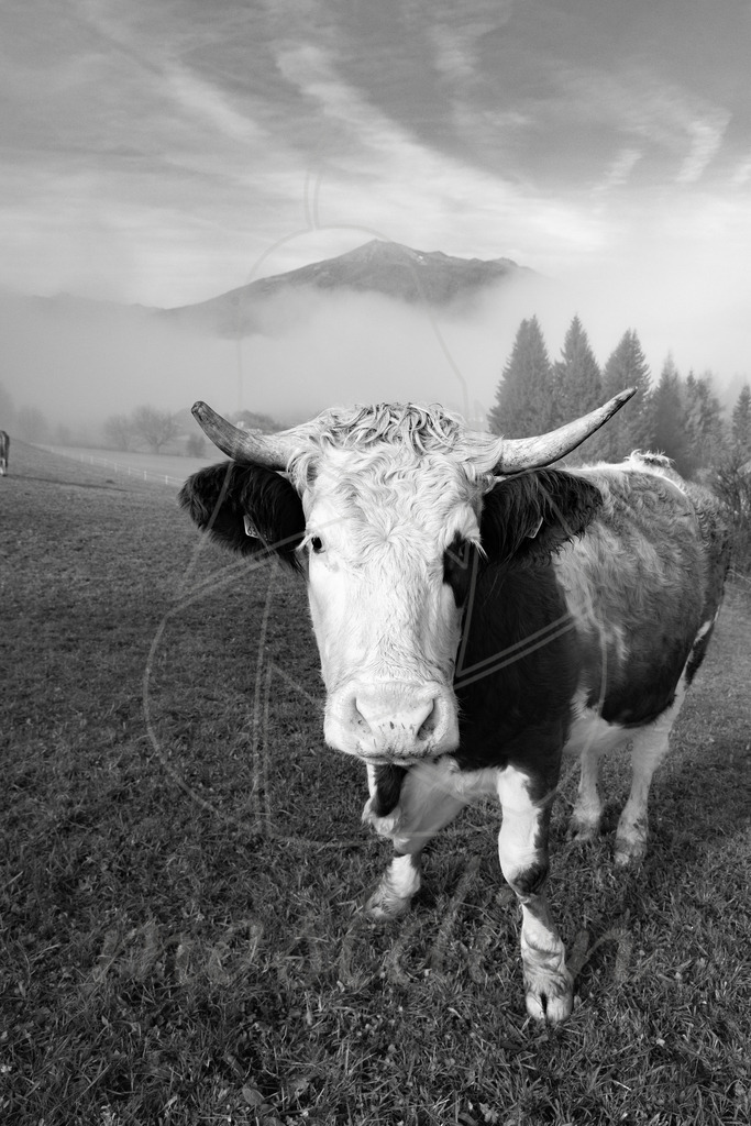 Kuh im Herbstnebel SW | Ihre Fotografin im Lungau, ihre Fotografin im Mostviertel, Wandbilder Onlineshop, Imagefotos für Ihr Unternehmen,  - Realisiert mit Pictrs.com