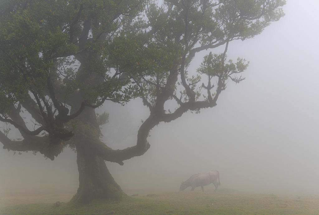 fanal-madeira-03 | Der Nebelwald Fanal auf Madeira wird geprägt durch bizarr gewachsene, oft uralte Lorbeerbäume. - Realisiert mit Pictrs.com