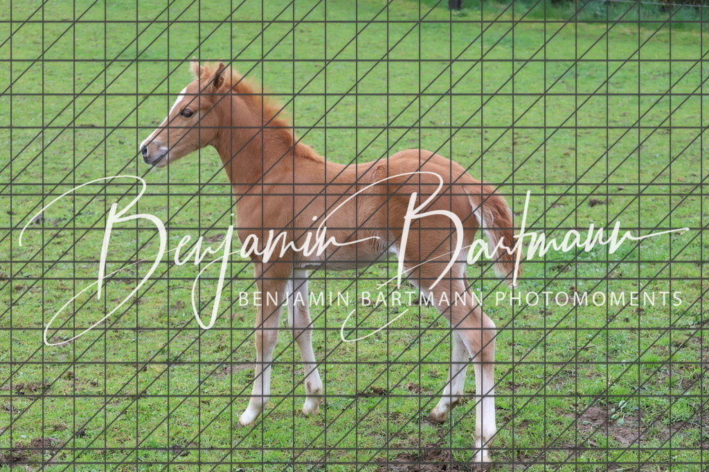 IMG_4317 | Benjamin Bartmann Photomoments