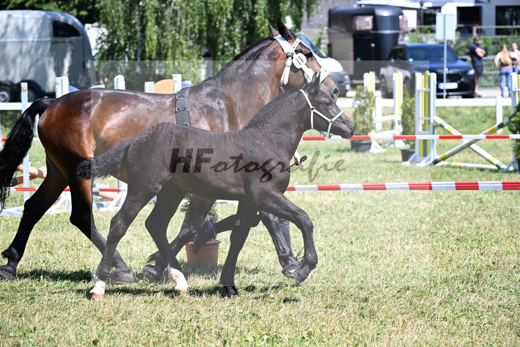 Kat-Nr. 11 SF v. Ruescherl x Retter_Bauer_22250263 | hf-fotografie - Realizzato con Pictrs.com