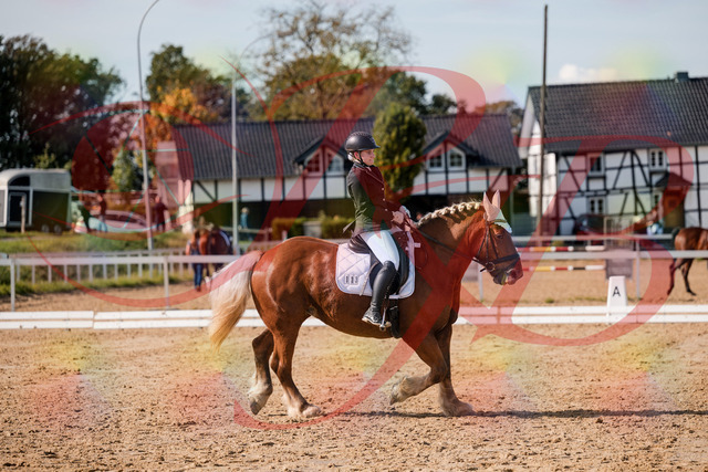 2026_10_03_Siefer-Hof_130440_Z63_67558955 | Professionelle Reitsport-, Turnier- und Eventfotografie von Robert Broda. Galerien mit ausgewählten und bearbeiteten Bildern direkt online ansehen und bestellen.