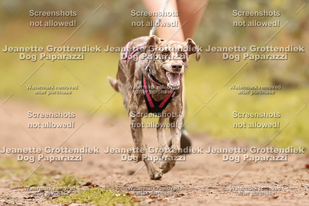 Dog Paparazzi - Speedhunter Mannheim  2025-168 | Dog Paparazzi Jeanette Grottendiek Fotografie & Videografie