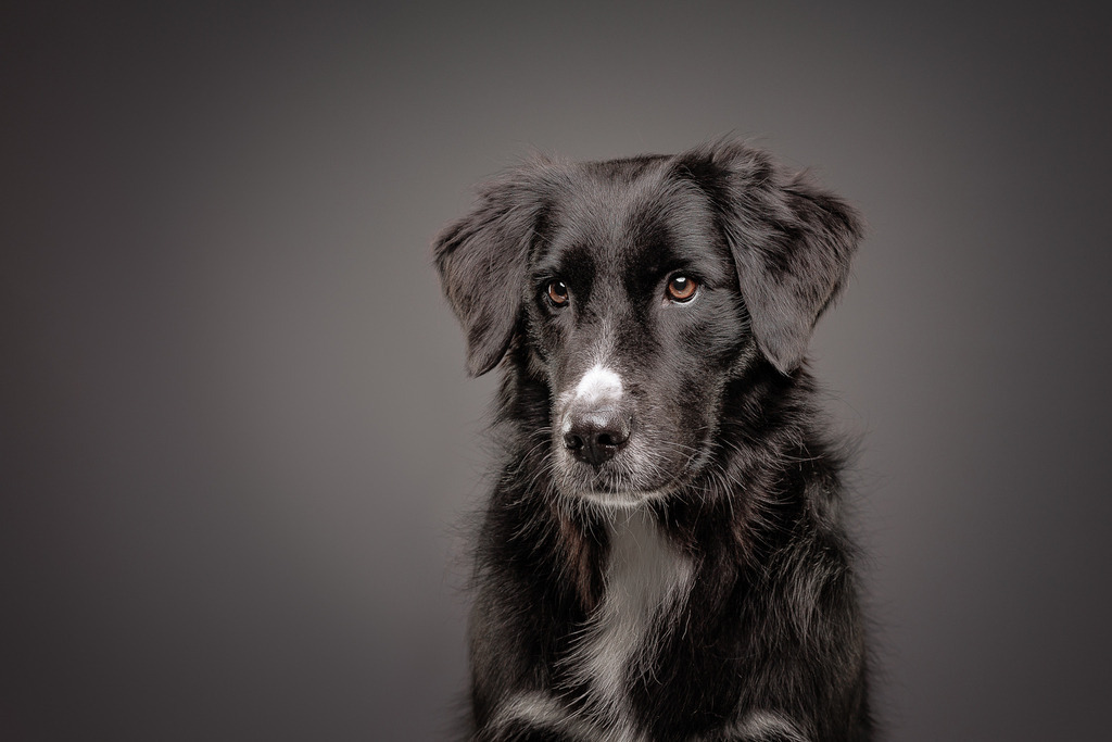 Hundefotografie im Professionellen Heimstudio | Hundefotografie mit professioneller Blitzanlage 