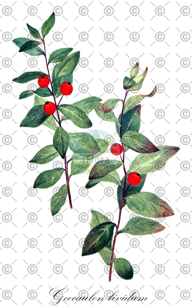 HistAbb_wfo-0000920789_1_ENZY_Simple | Historische Abbildung von Geocaulon lividum - Santalaceae | Historical Illustration of Geocaulon lividum - Santalaceae