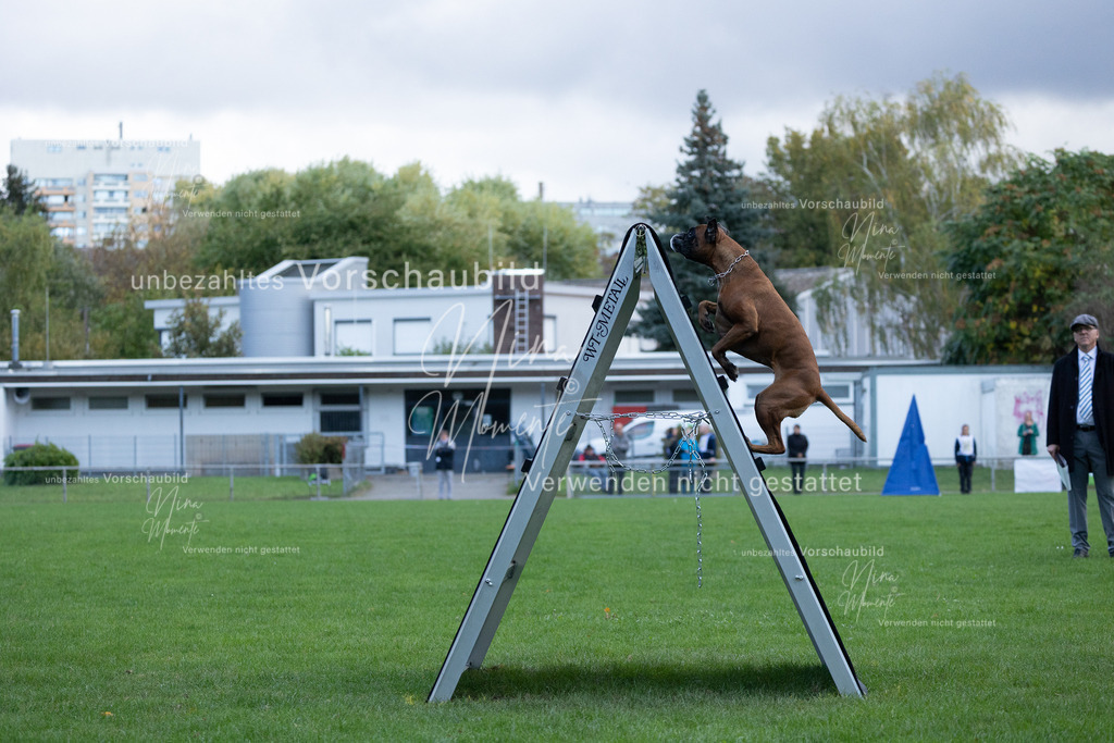 _16A4760 | Einzigartige Fotos von Hunden & Menschen –Actionfotos, Portraits, Vereinsaufnahmen & Paarshootings – authentisch, lebendig & mit Herz.