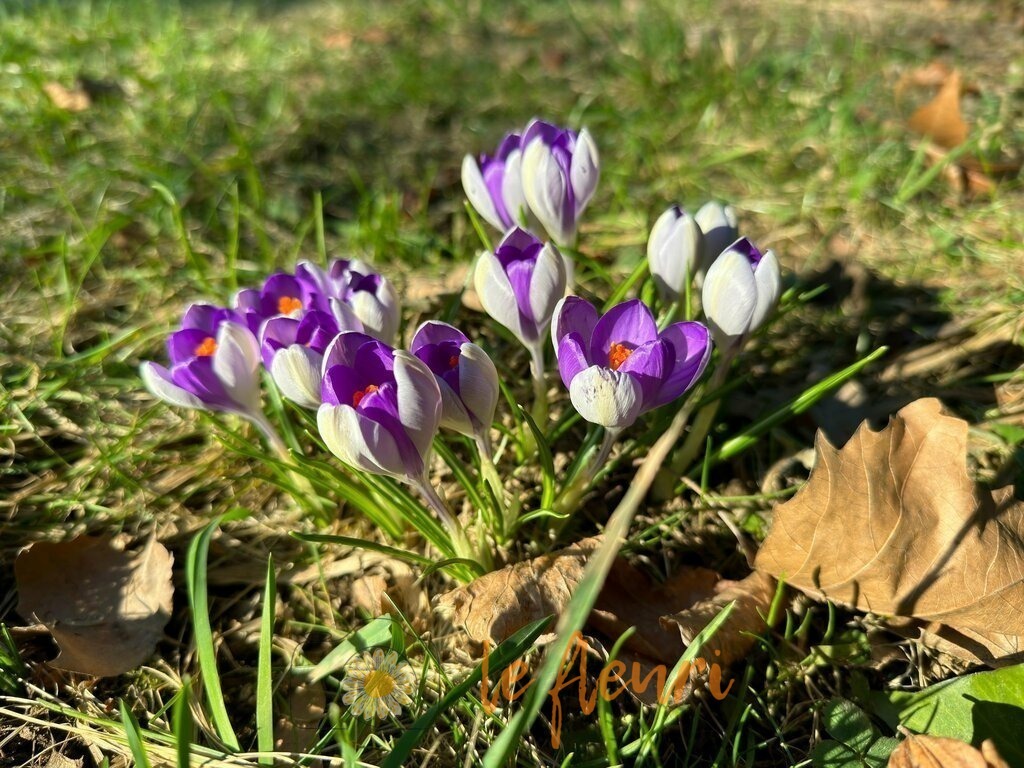 Schadaupark | Dies ist der Shop von Florian Blum - le fleuri. Langenthal, Bern, SchweizSie können hier meine oder ihre eigenen Fotos als Fotoprodukte kaufen. Tassen, Schlüsselanhänger, Taschen etc. können Sie hier gestalten.  - Realisiert mit Pictrs.com