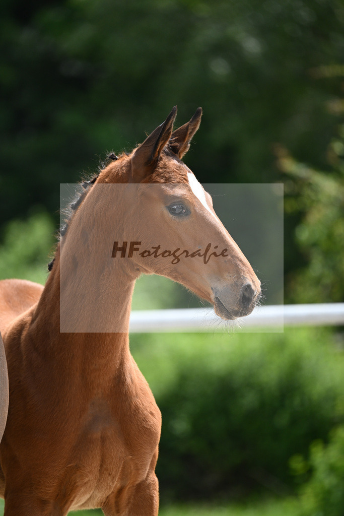 Viva Vitalis x Locksley III_SF_Ochs_20240450 | hf-fotografie - Realisiert mit Pictrs.com