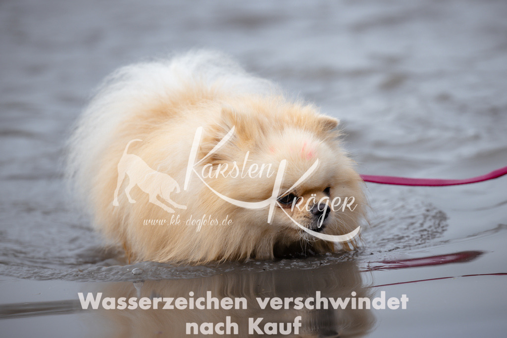 1113_ZZ93253 | kk-dogfotos