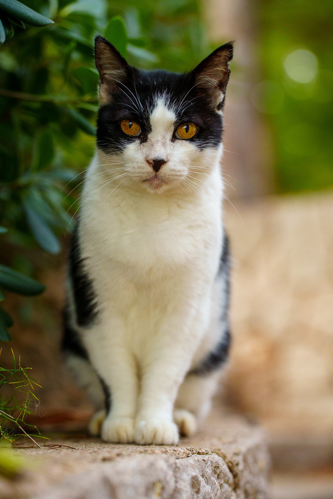 allesWIRTHgut Tierfotografie - 7IV08747 | Professionelle Tierfotografie in Mönchengladbach von Daniel Wirth (allesWIRTHgut). Liebevolle & natürliche Bilder von Hunden & Katzen für unvergessliche Erinnerungen.