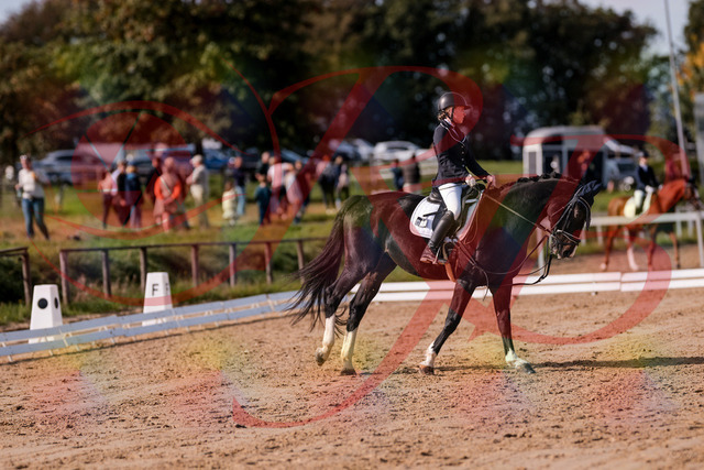 2026_10_03_Siefer-Hof_121555_Z81_17923933 | Professionelle Reitsport-, Turnier- und Eventfotografie von Robert Broda. Galerien mit ausgewählten und bearbeiteten Bildern direkt online ansehen und bestellen.