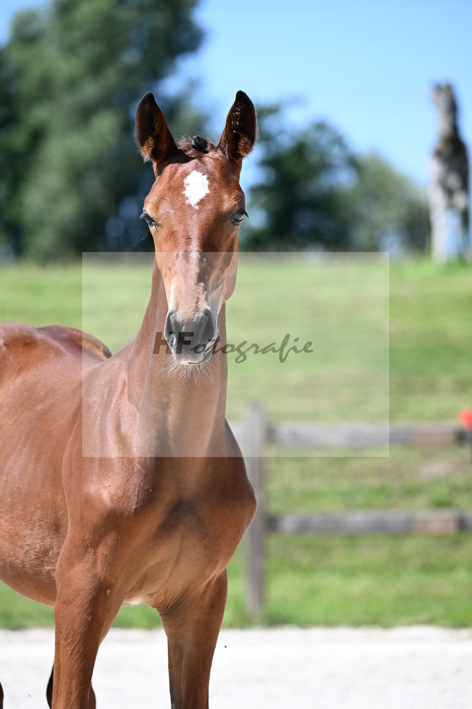 Kat-Nr. 14 Cullinan du Borget B x Vingino_HF_Kinnigkeit_24250371 | hf-fotografie - Realisiert mit Pictrs.com