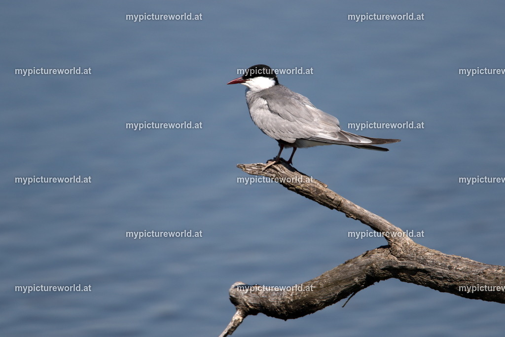 Weißbart-Seeschwalbe-008 | Das Bilderarchiv über Tiere, Planzen und Landschaften. In der Bilddatenbank finden Sie ein große Auswahl an hochwertigen Bilder für Ihre Werbung - Realized with Pictrs.com