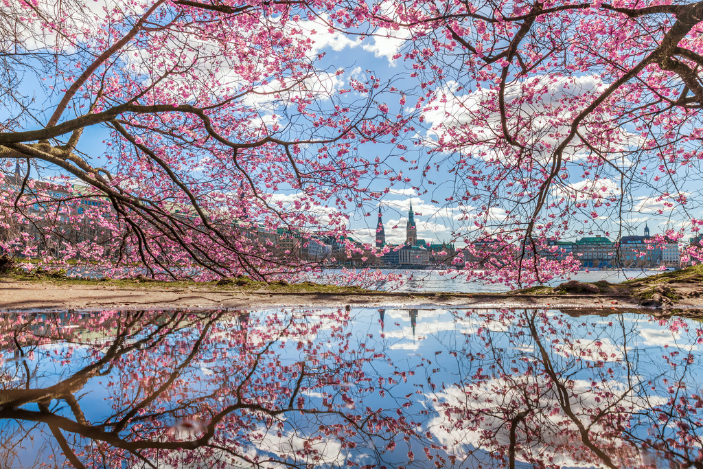 10230402 - Kirschblütenmeer | Die Kirschblüten an der Binnenalster sorgen in Hamburg jedes Jahr für eine ganz besondere Frühlingsstimmung. Auf unserem Foto wird dies durch die Spiegelung im Wasser noch verstärkt.