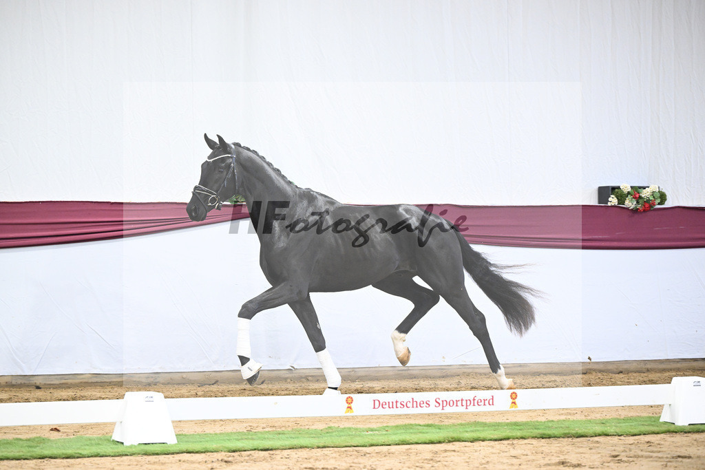 Kat-Nr. 65 Zalando x Fuerstenball_Gestuet Dobel_47252455 | hf-fotografie - Realisiert mit Pictrs.com