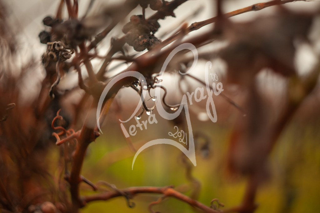 IMG_5528 | petragrafie - Realisiert mit Pictrs.com