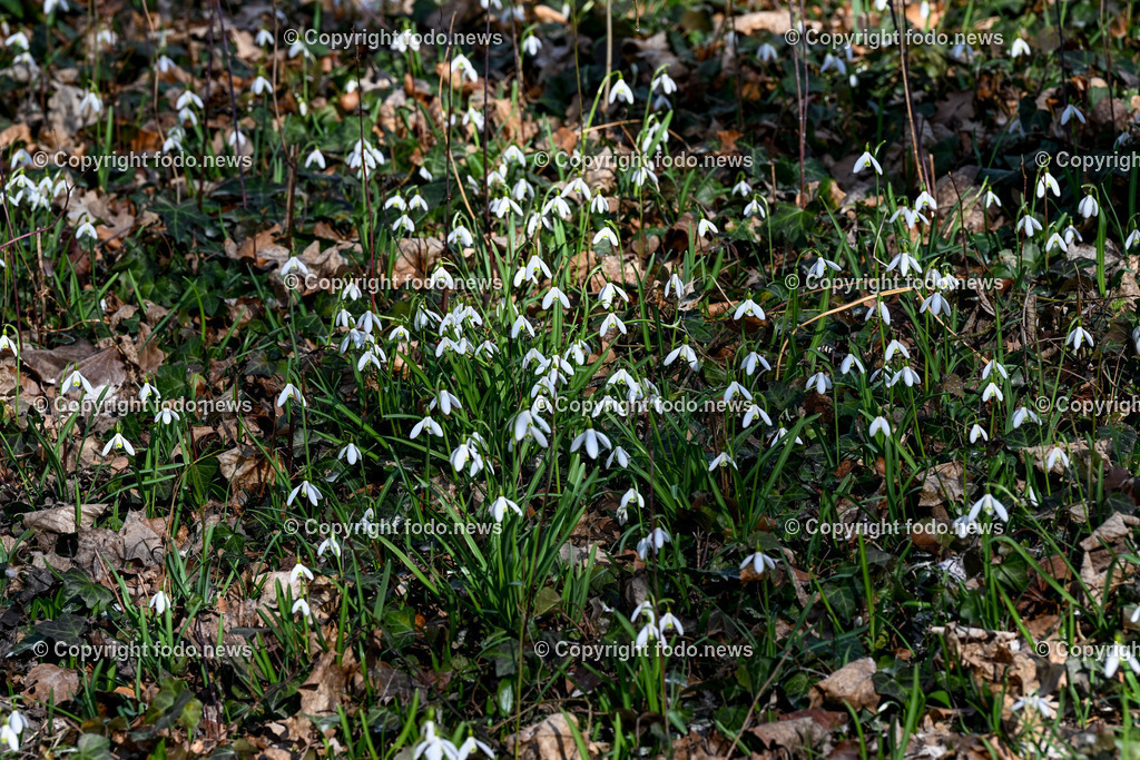 Fruehling_ Blumen_ Fruelingsboten_ 05.03.2025-33 | 05.03.2025, Linz, AUT, Fruehling, Blumen, Fruehlingsboten, im Bild Frühling, Blumen, Frühlingsboten, Fruehling, Fruelingsboten, Schneeglöckerl, Schneegloeckerl, Schneeglöckchen, Schneegloeckchen,  Waldboden, Blütenpflanze, Vorfrühling