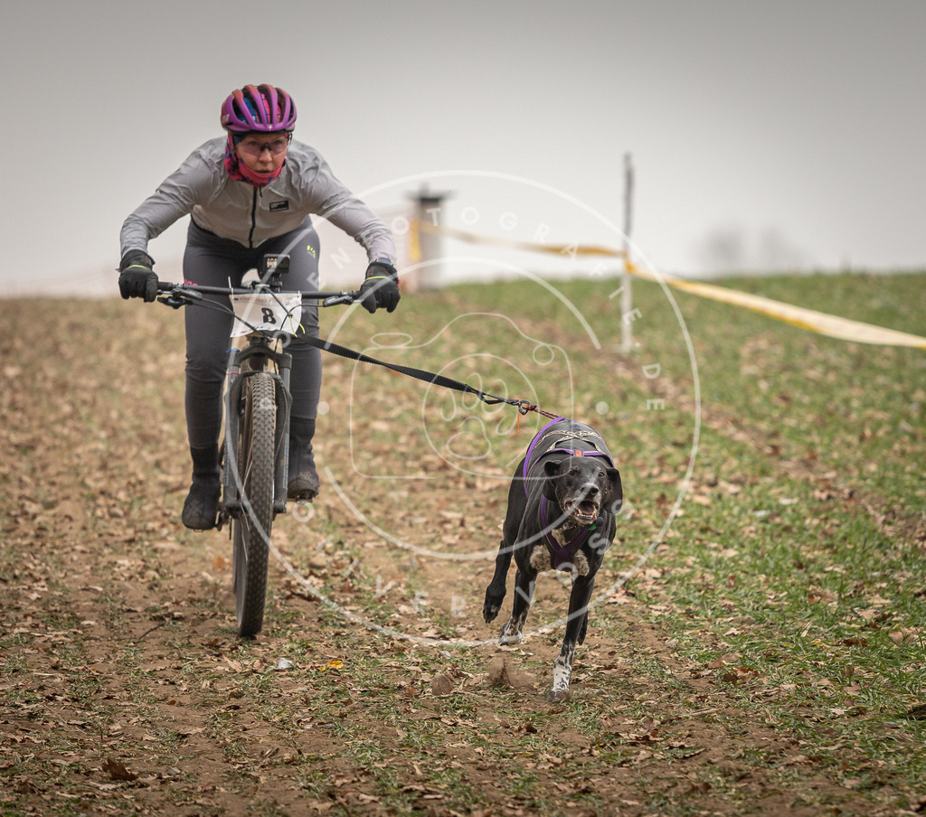 Pfotenfotografie_DV3A3504 | Hundefotografie, Tierfotograf, Pfotenfotografie, Fotoshooting Hund, Hunde Portrait, Hundesport, Hundeportraits, Heideshooting, Hunde, Sportfotograf, Hundefotograf, Turnierhundsport, THS,  - Realisiert mit Pictrs.com