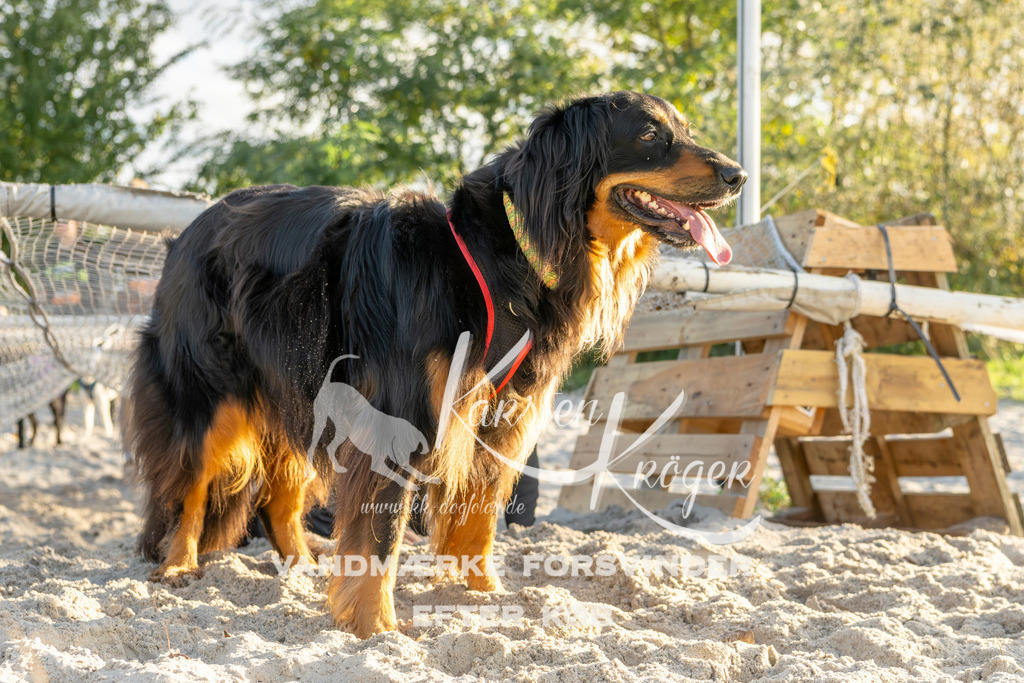 1646_ZZ99228 | kk-dogfotos