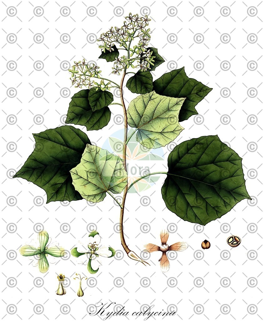 HistAbb_wfo-0001046189_1_ENZY_Simple | Historische Abbildung von Kydia calycina - Malvaceae | Historical Illustration of Kydia calycina - Malvaceae