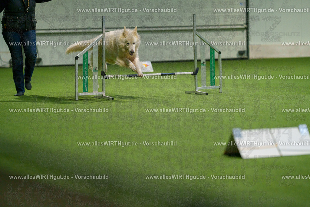 7R504229 | Professionelle Tierfotografie in Mönchengladbach von Daniel Wirth (allesWIRTHgut). Liebevolle & natürliche Bilder von Hunden & Katzen für unvergessliche Erinnerungen.