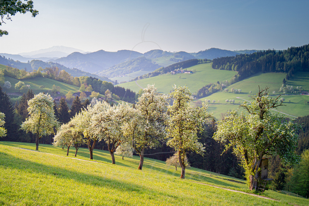 Birnbaumbluete_Mostviertel_best_Of_Mostdirn_Irmgard_Wieser-9891 | Ihre Fotografin im Lungau, ihre Fotografin im Mostviertel, Wandbilder Onlineshop, Imagefotos für Ihr Unternehmen,  - Realisiert mit Pictrs.com