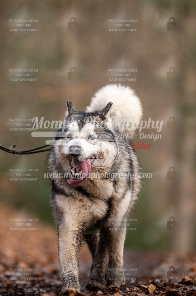 SPA_2023_DIM_CCL-160 | PayLife