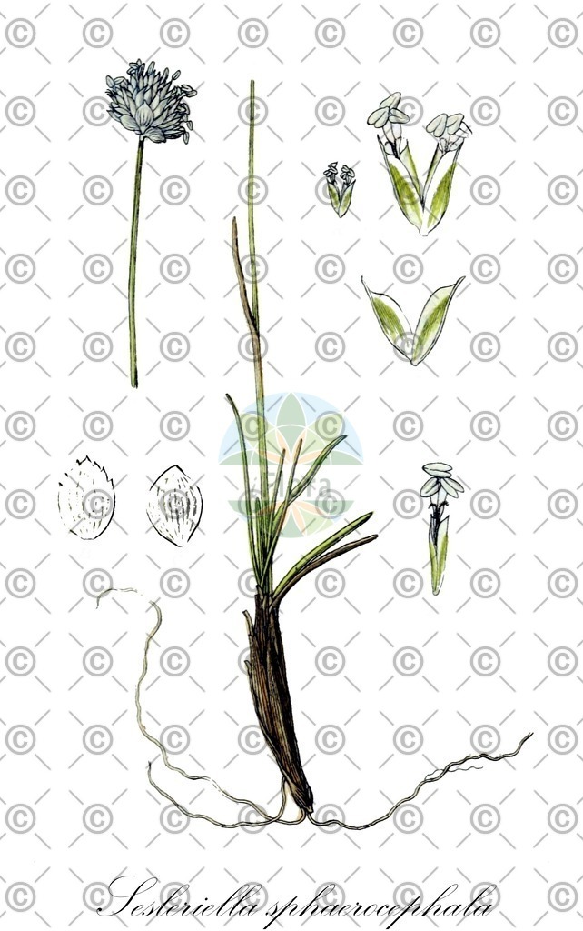 HistAbb_EMP_876_1_SIMPLE | Historische Abbildung von Sesleriella sphaerocephala - Poaceae (Kugelköpfiges Blaugras) | Historical Illustration of Sesleriella sphaerocephala - Poaceae