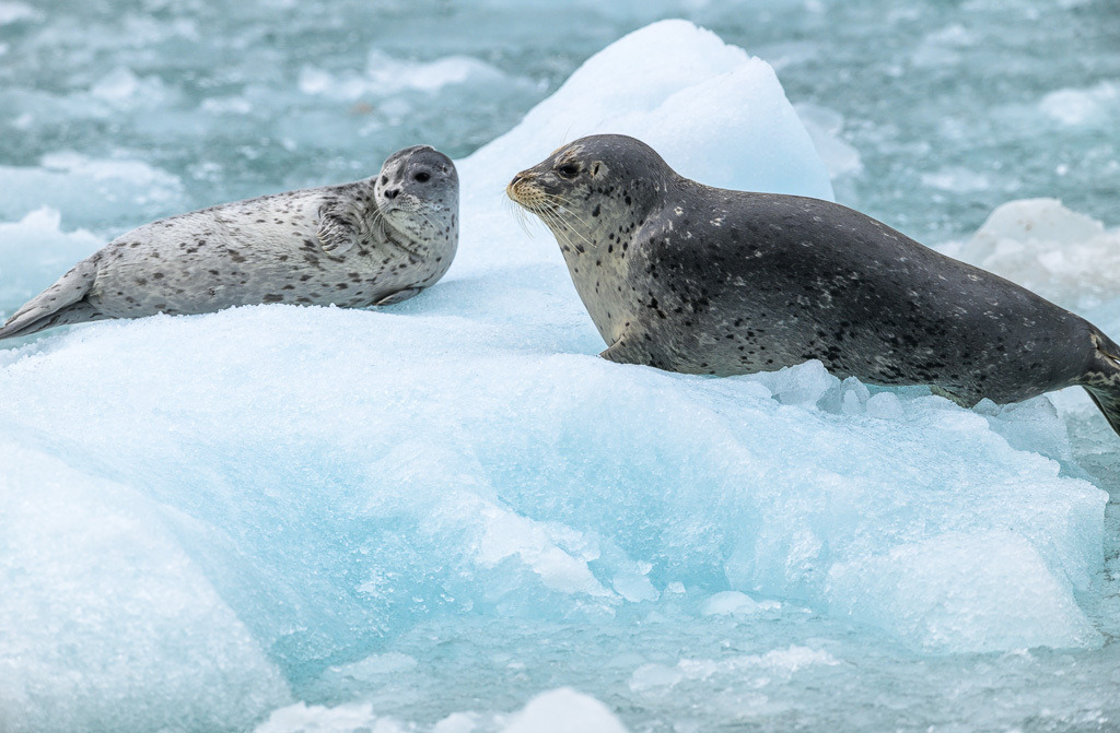 Alaska | Kenai Fjords National Park Cruise. - Realisiert mit Pictrs.com